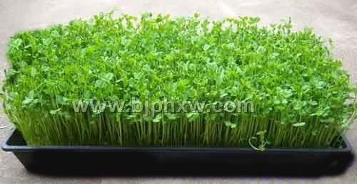 袋裝種子——會銷保健品招商